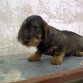 5 meses